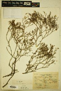 Eriogonum effusum image