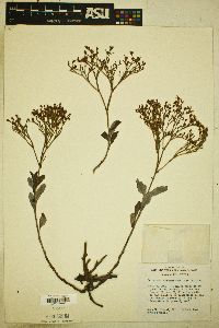 Eriogonum effusum var. effusum image