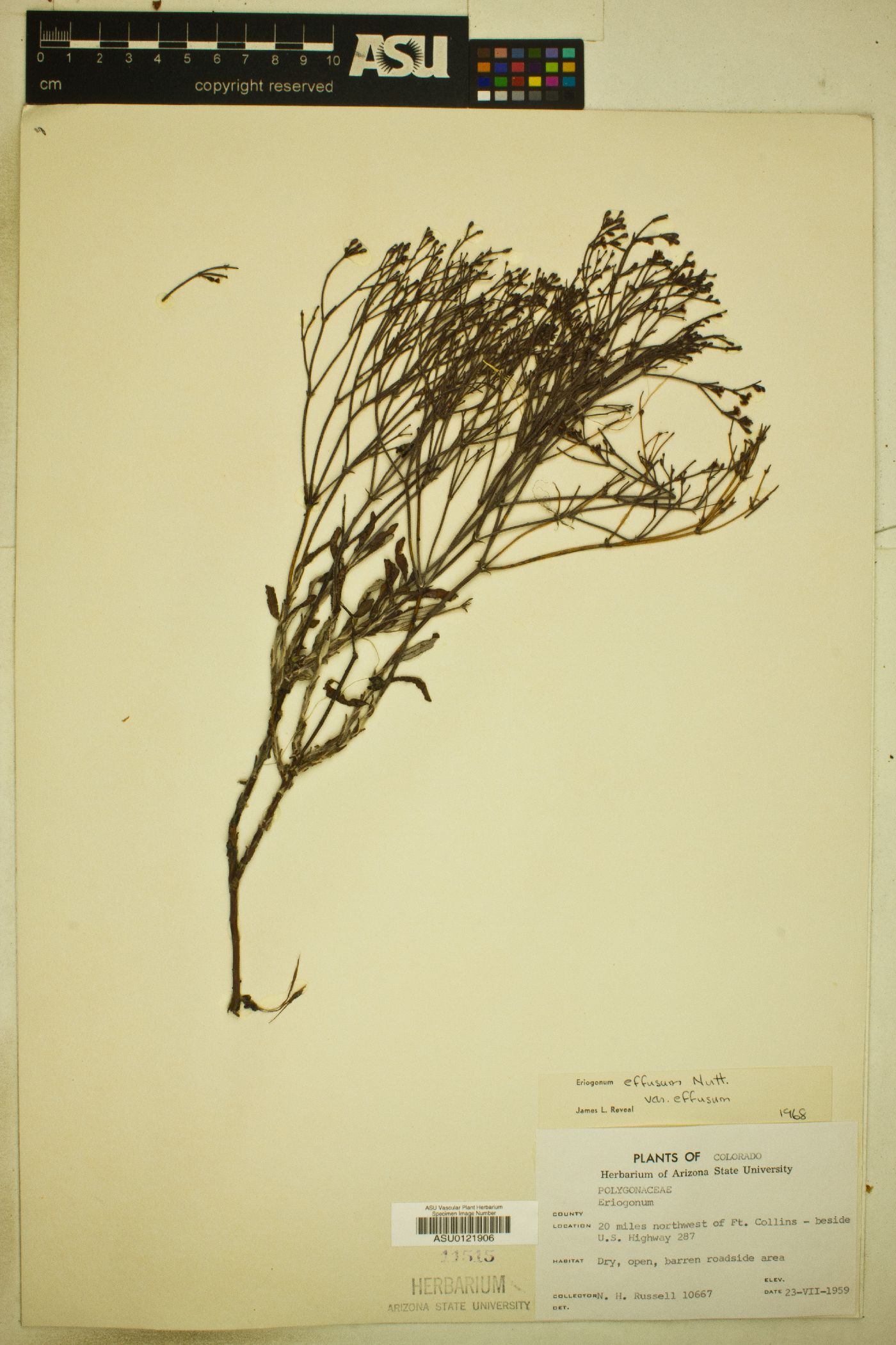 Eriogonum effusum var. effusum image