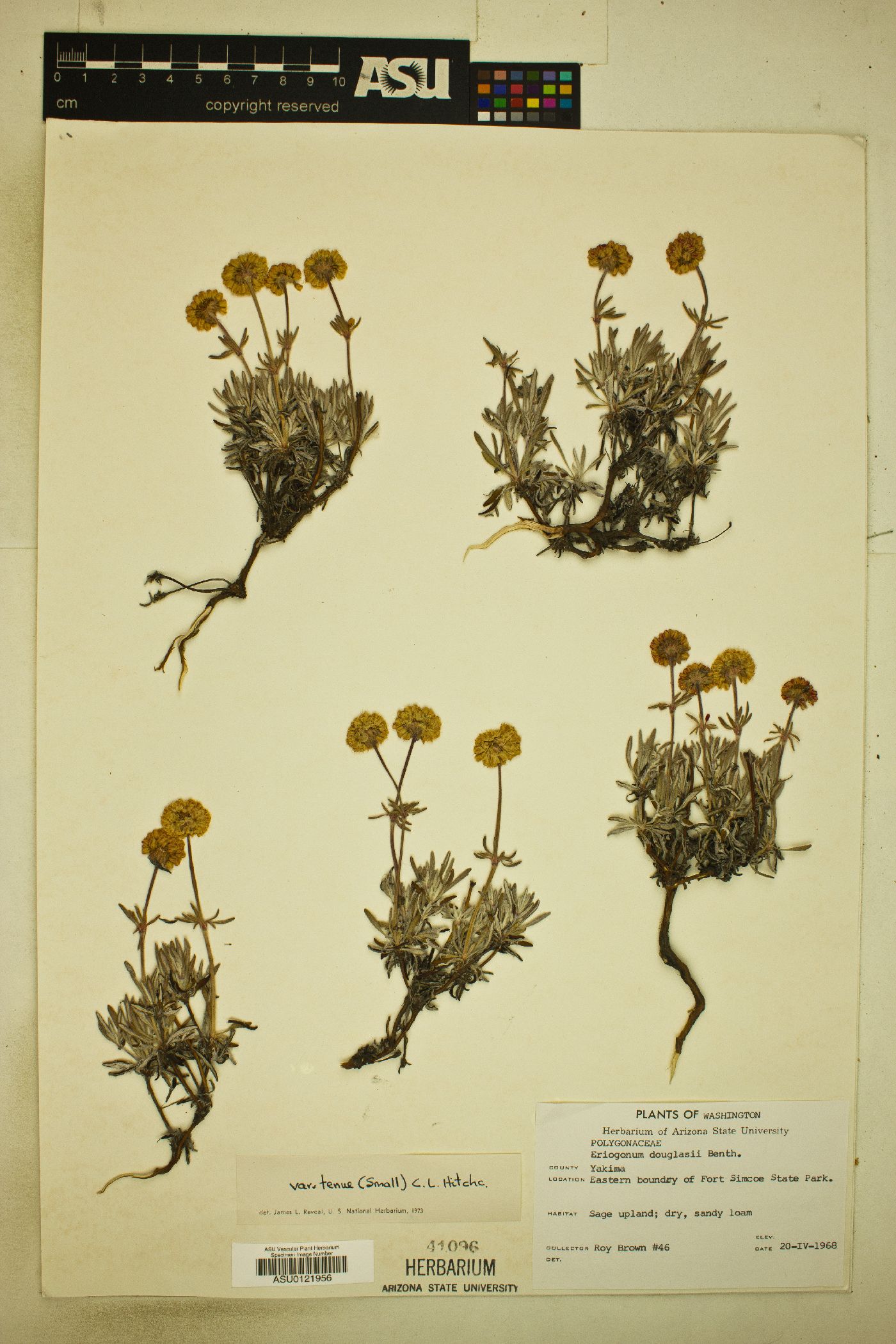 Eriogonum douglasii var. tenue image