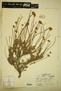 Eriogonum fasciculatum image