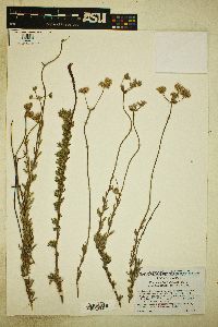 Eriogonum fasciculatum var. polifolium image