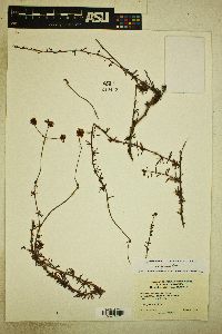 Eriogonum fasciculatum image