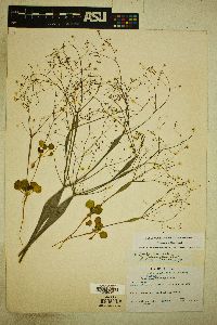 Eriogonum fusiforme image