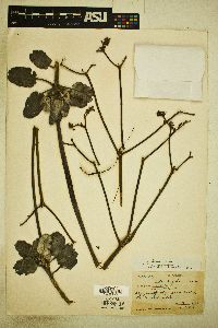 Eriogonum giganteum image
