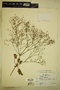 Eriogonum gordonii image