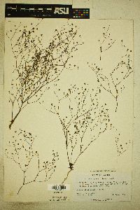 Eriogonum gordonii image