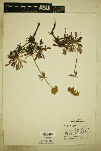 Eriogonum heracleoides image