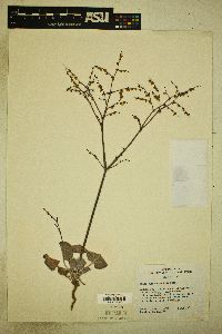 Eriogonum hookeri image