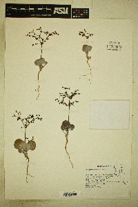 Eriogonum hookeri image