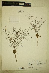 Eriogonum howellianum image