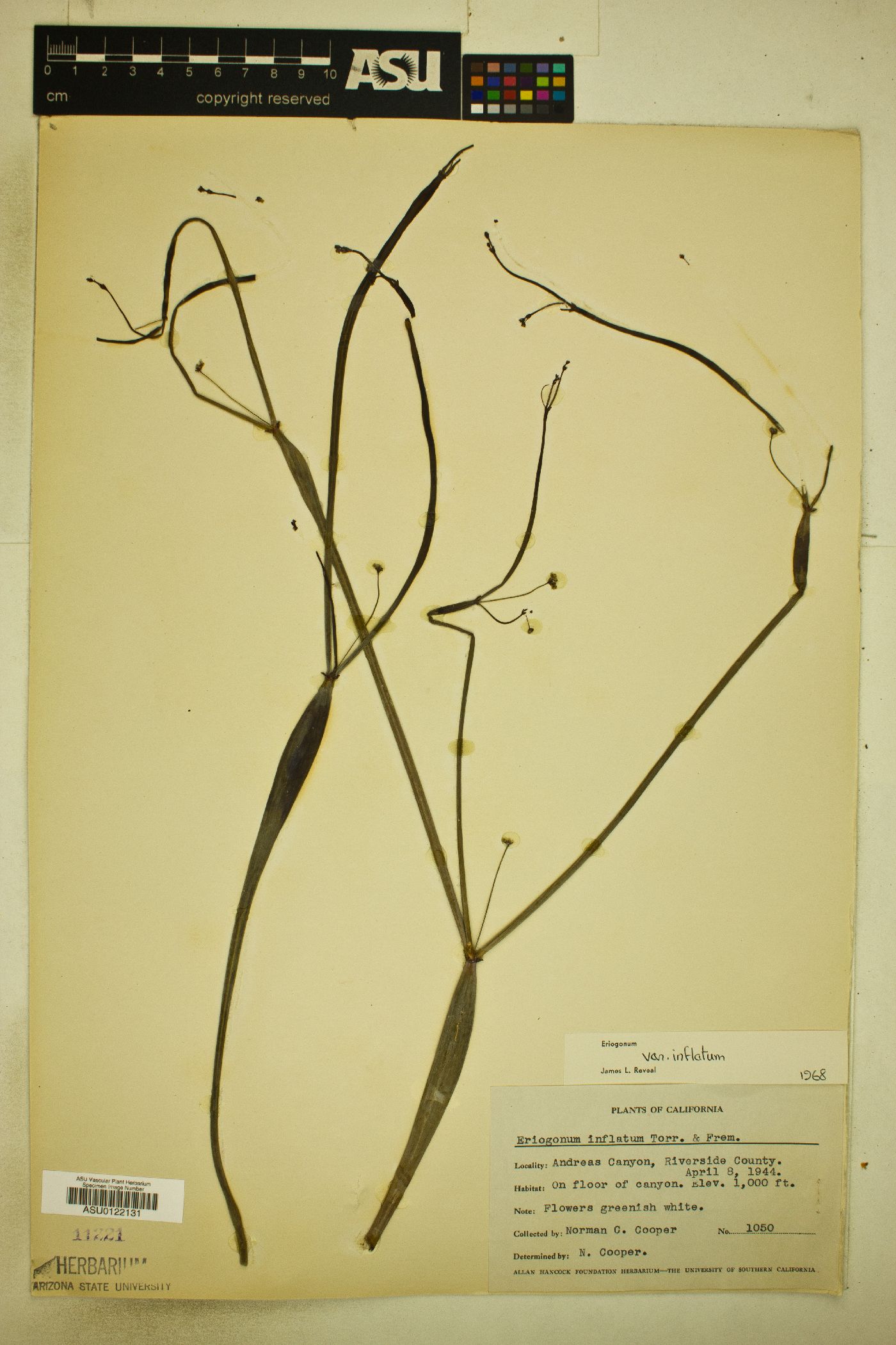 Eriogonum inflatum var. inflatum image