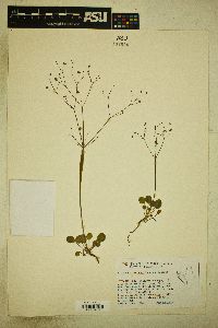 Eriogonum inflatum image