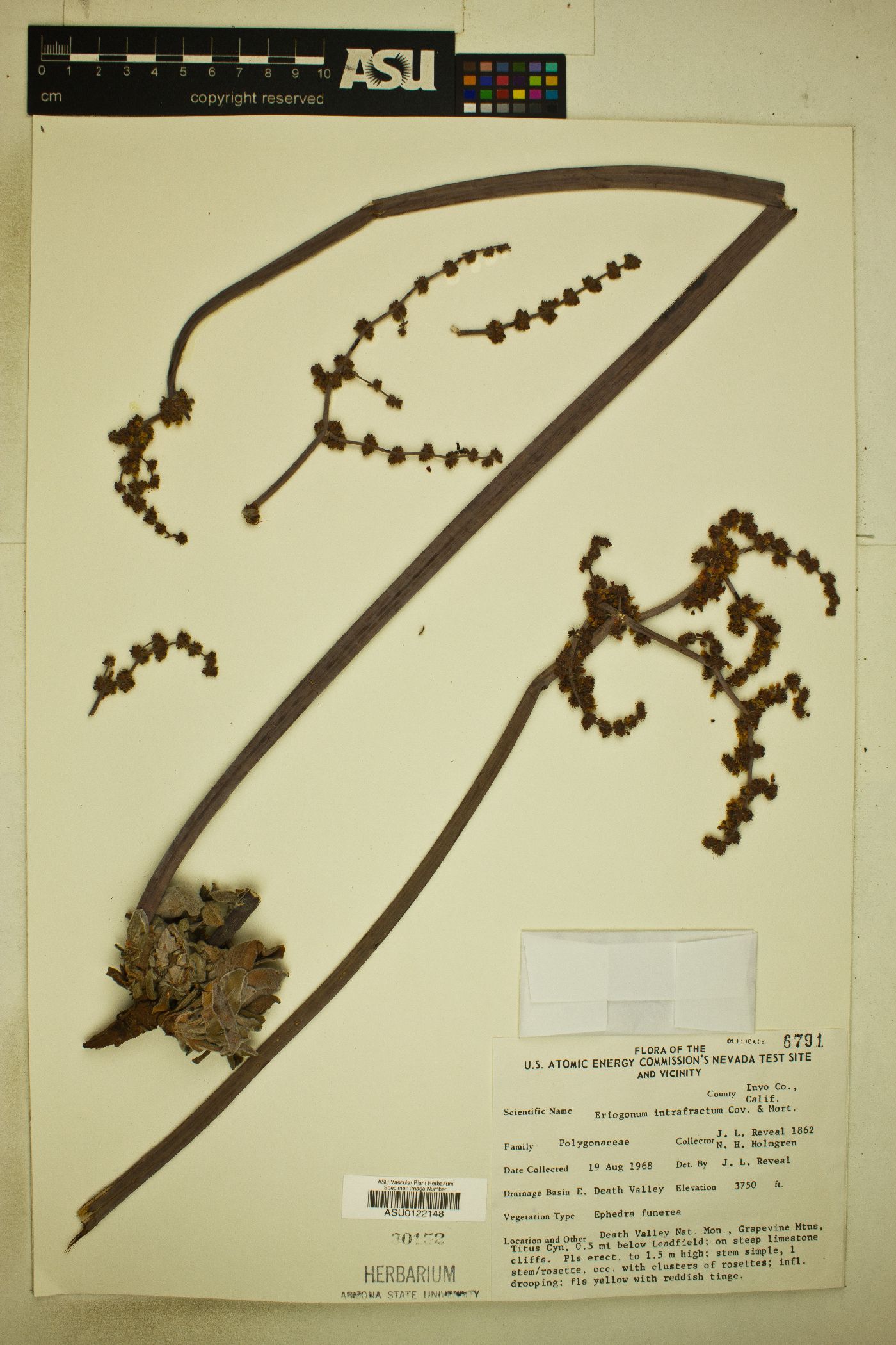 Eriogonum intrafractum image