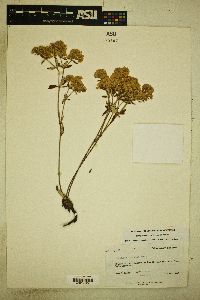 Eriogonum jamesii image