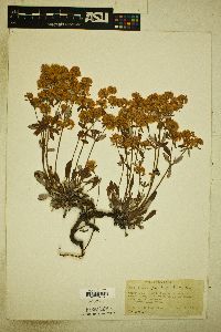 Eriogonum jamesii image