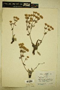 Eriogonum jamesii image