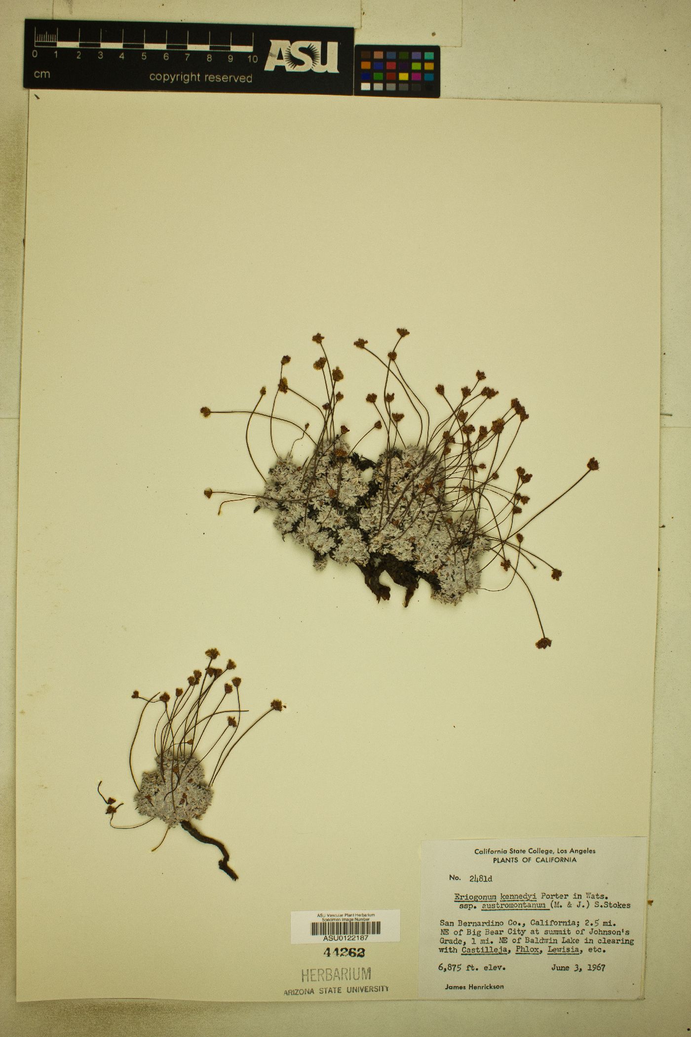 Eriogonum kennedyi subsp. austromontanum image