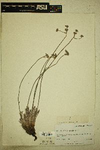 Eriogonum lachnogynum image