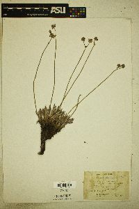 Eriogonum lachnogynum image