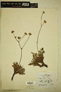 Eriogonum lachnogynum image