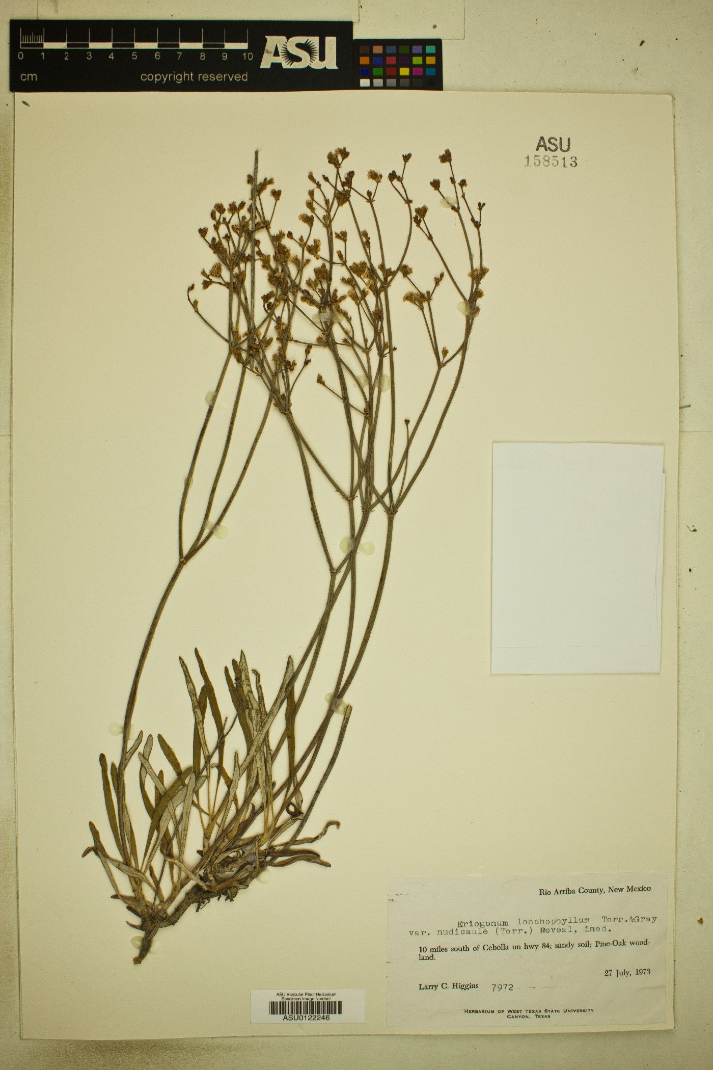 Eriogonum lonchophyllum var. nudicaule image