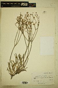 Eriogonum lonchophyllum image