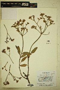 Eriogonum lonchophyllum image