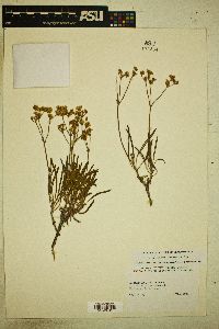 Eriogonum lonchophyllum image