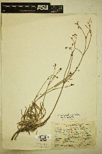 Eriogonum lonchophyllum image