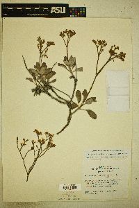 Eriogonum lonchophyllum image