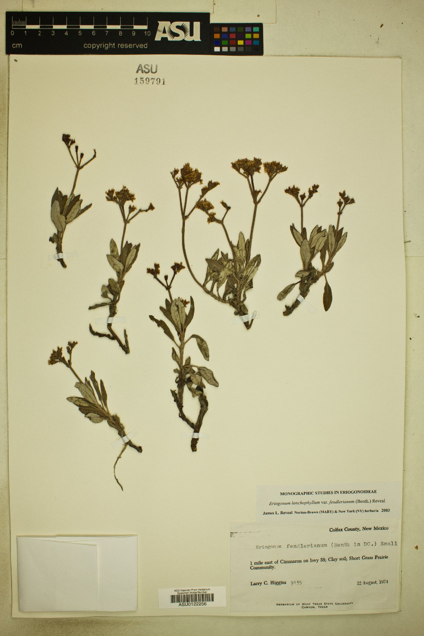 Eriogonum lonchophyllum var. fendlerianum image