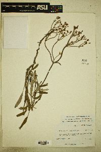 Eriogonum lonchophyllum var. fendlerianum image