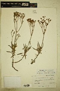 Eriogonum lonchophyllum var. fendlerianum image