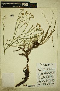 Eriogonum lonchophyllum image