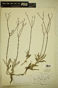 Eriogonum lonchophyllum image