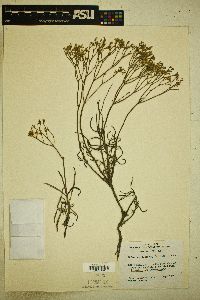 Eriogonum lonchophyllum image