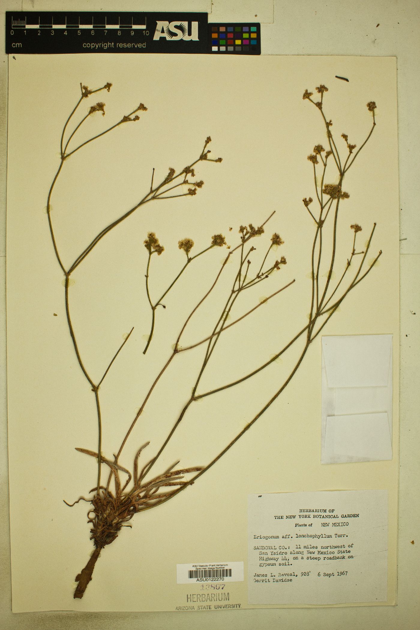 Eriogonum lonchophyllum image