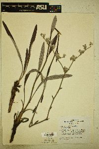 Eriogonum longifolium image