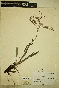 Eriogonum longifolium var. lindheimeri image