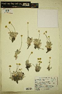 Eriogonum kingii image