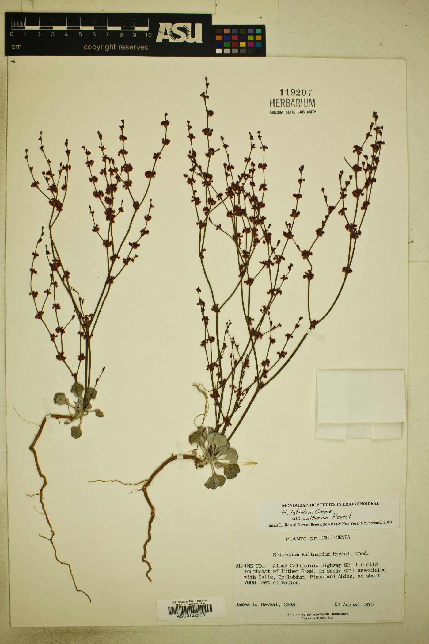 Eriogonum luteolum var. saltuarium image