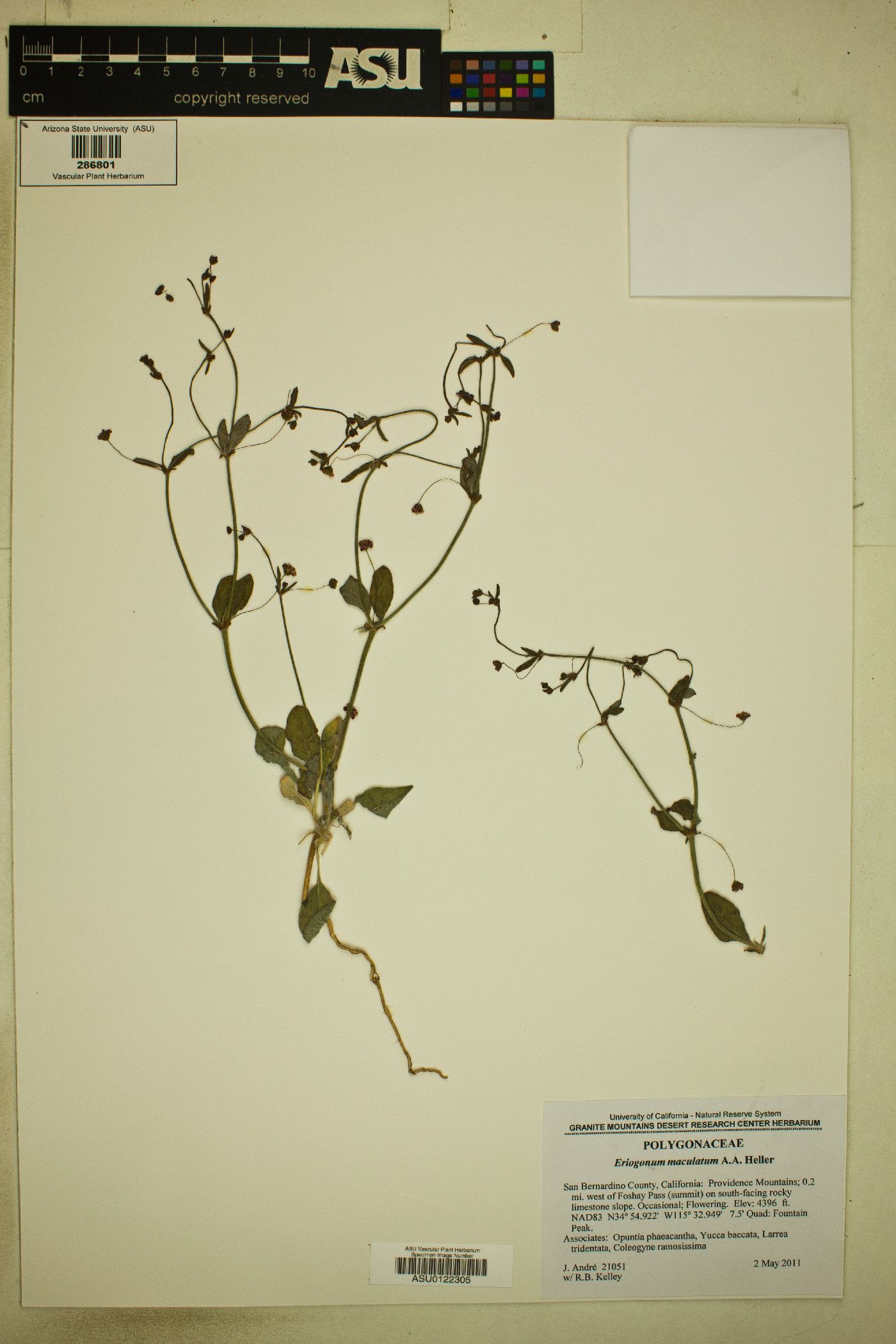 Eriogonum maculatum image