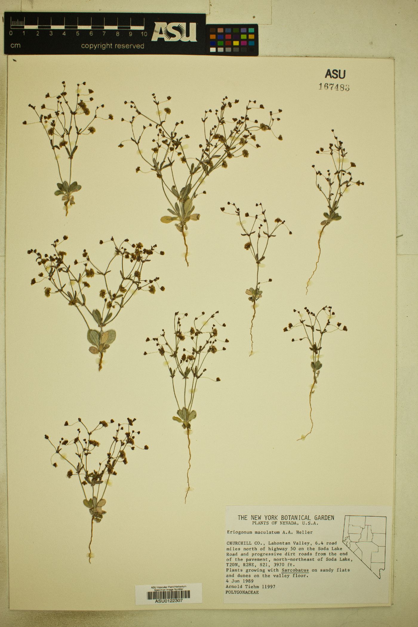 Eriogonum maculatum image