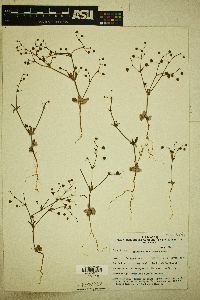 Eriogonum maculatum image