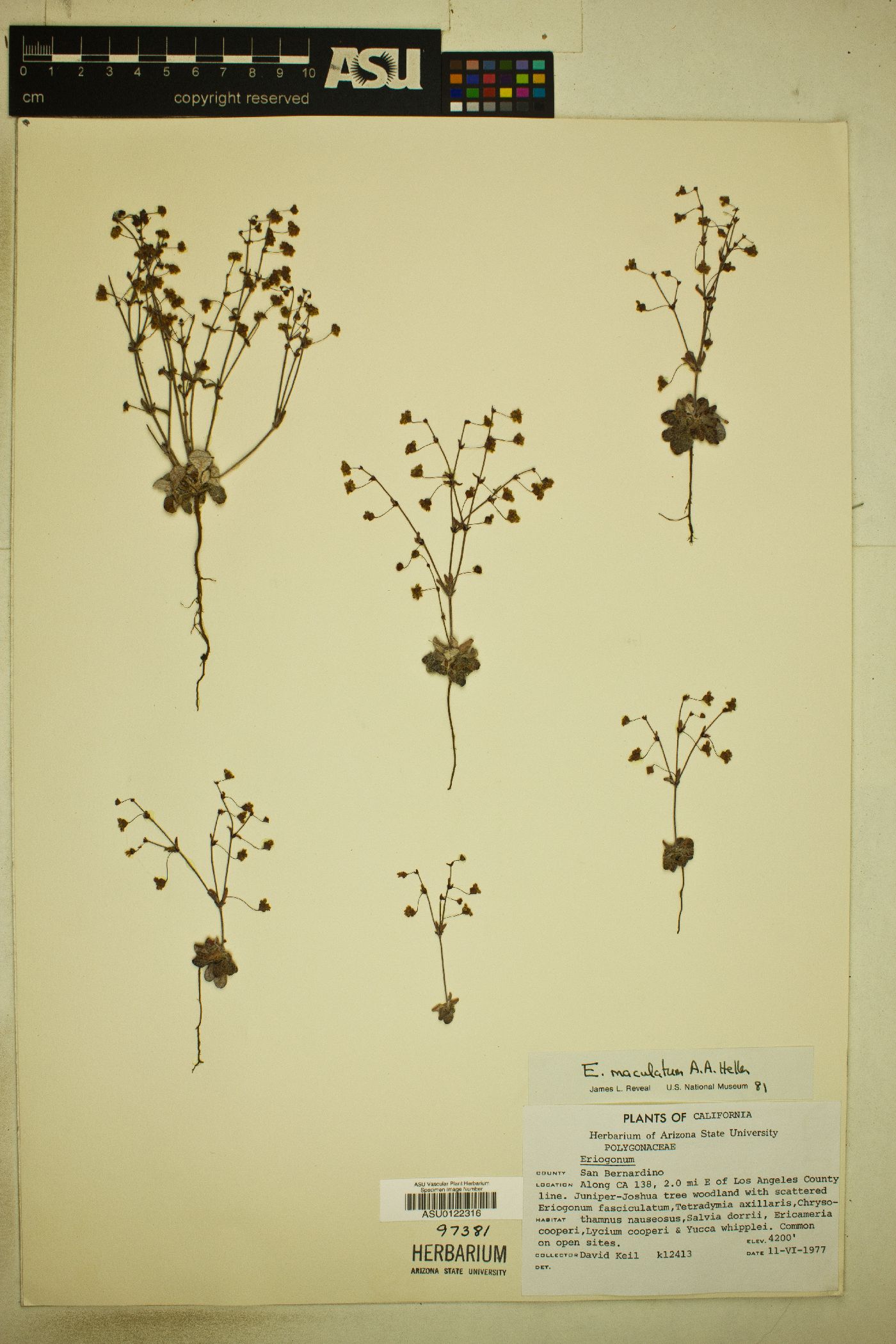 Eriogonum maculatum image