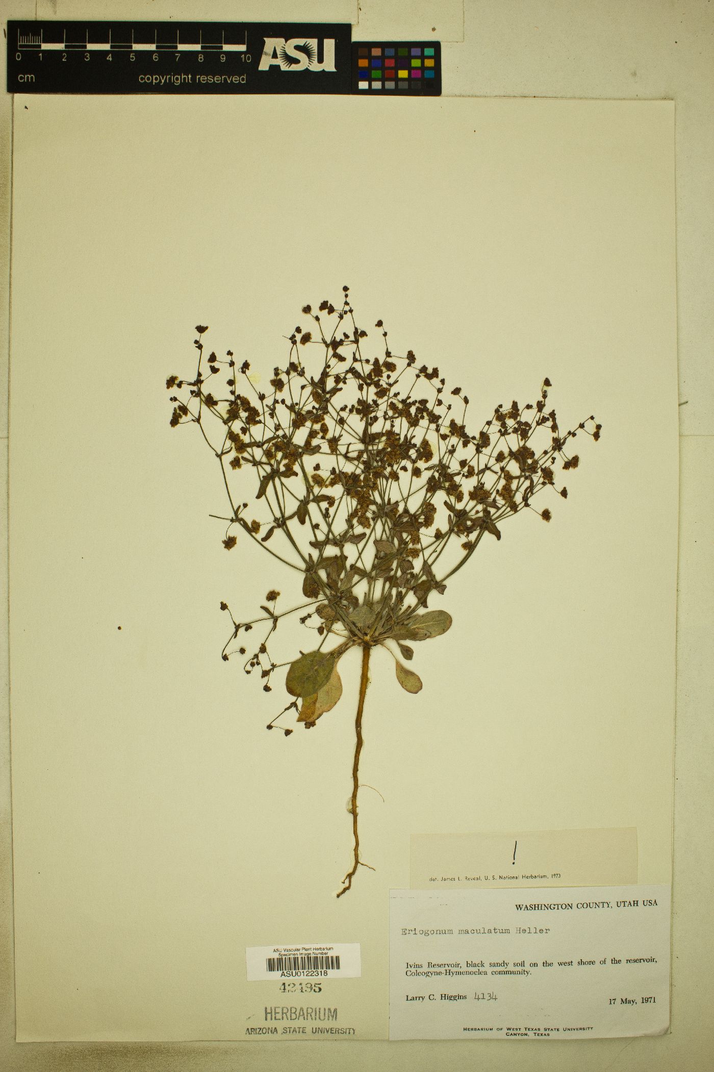 Eriogonum maculatum image