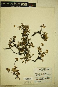 Eriogonum marifolium image