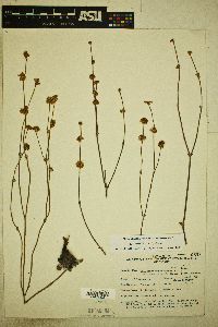 Eriogonum mensicola image