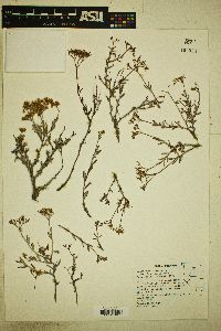 Eriogonum microthecum var. laxiflorum image